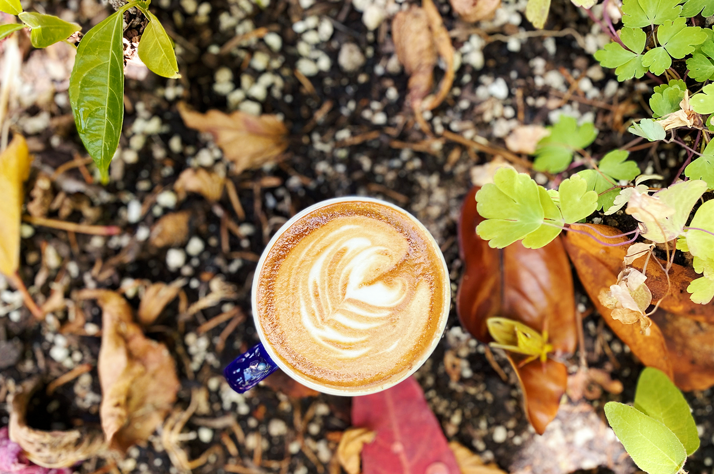 Pink Cloud (Our House Espresso)