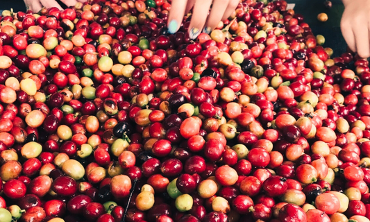 From Farm to Cup, How Your Coffee is Processed